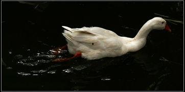 娱乐吃瓜鹅鸭视频大全,鹅鸭视频大全精彩回顾